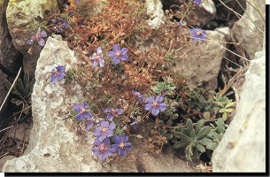 Algarvean Blue Pimpernel